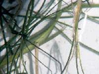 Ruppia cirrhosa - Online Virtual Flora of Wisconsin