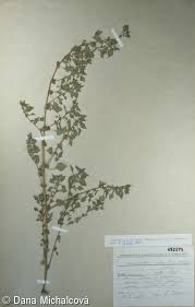 Amaranthus crispus – laskavec kadeřavý • Pladias: Database of the ...