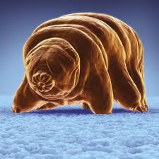 Image result for tardigrade water bear images free download