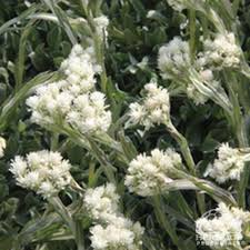 Plant Profile for Antennaria carpatica - Pussytoes Perennial