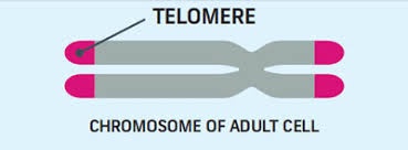 Image result for Telomeres/pics