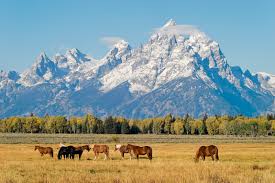 Image result for images grand tetons