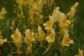 Yellow toadflax, Linaria vulgaris – Wisconsin Horticulture
