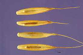 Plants Profile for Festuca heterophylla (variousleaf fescue)