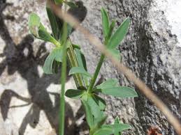 Cytisus decumbens (Durande) Spach, Broom (World flora) - Pl ...