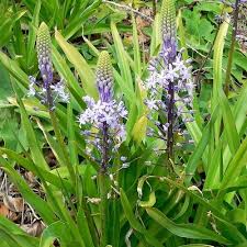 SCILLA HYACINTHOIDES SEEDS (Hyacinth Squill) - Plant World ...