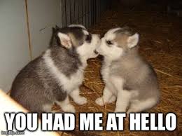 Cute Puppies Meme - Imgflip via Relatably.com