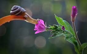 Image result for snail smelling flowers