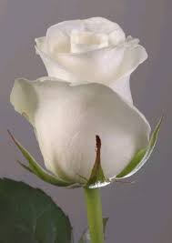 Kết quả hình ảnh cho bông hồng trắng lễ vu lan