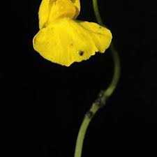 Utricularia intermedia (flat-leaved bladderwort): Go Botany