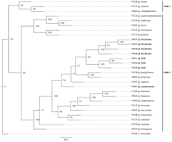 A new species and two new records of Quercus (Fagaceae) from ...