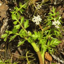 Wildflower Marshwort, Lesser Irish Wild Flora Wildflowers of Ireland