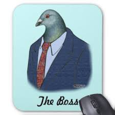 Image result for pigeon in a suit + images