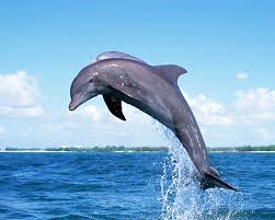 Image result for ‫دلفين‬‎
