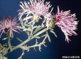 Spotted Knapweed | National Invasive Species Information Center