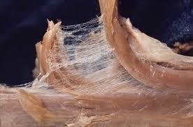 Image result for fascia and muscle