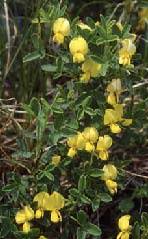 Cytisus emeriflorus - Legge regionale 10 - Flora e piccola fauna ...