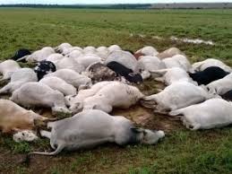 Resultado de imagem para Engano de agricultor causa morte de 12 cabeças de gado
