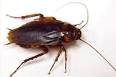 Image result for indian cockroach pics