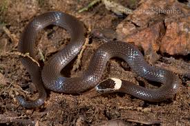 Image result for Cacophis harriettae