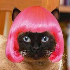 Image result for cats with wigs