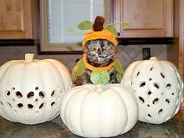 Image result for cats and fall pumpkins